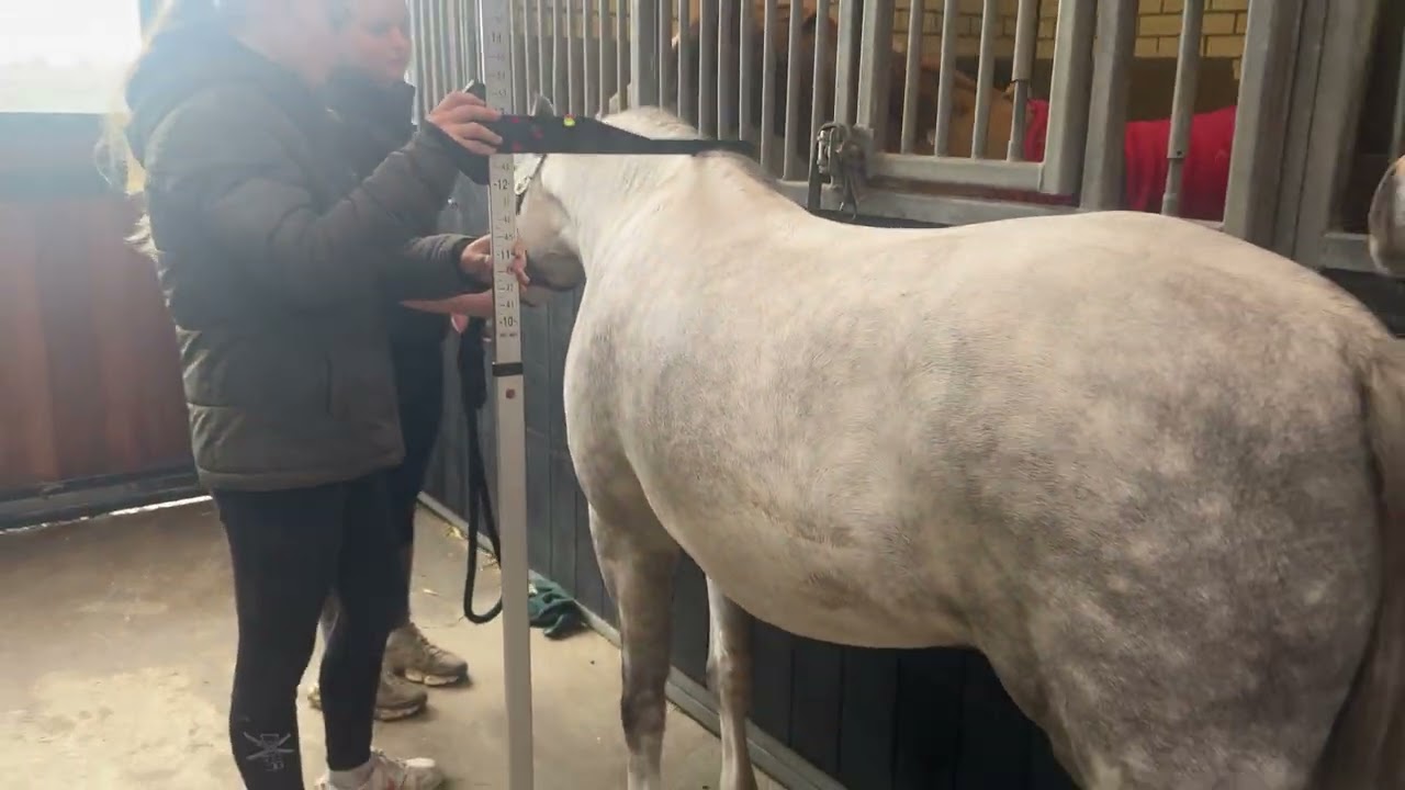 Zazou video 4