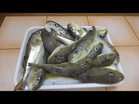 I gutted a huge amount of mackerel pufferfish! Opened it up! And tried making a dish that brings ...