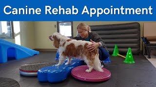 Dexter's Canine Rehabilitation & Conditioning Session with his Canine Practitioner 🐶