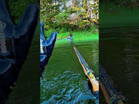 Spearfishing with grizzly bears