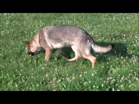 Jagira Aykmar - tracking 7/2017