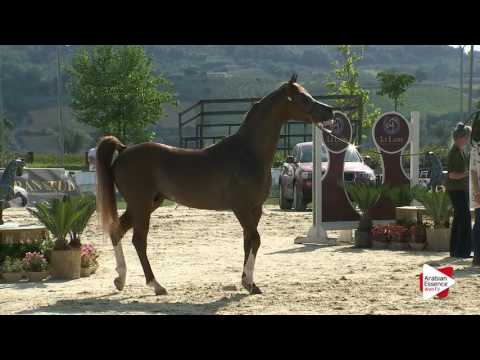 Montefalco 2016 - Senior Stallions Championship