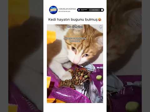 Kedi çok iyi bi hayat yaşıyor😂