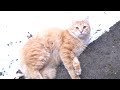 The Cat Chilling On The Snow