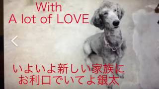 GINTA poodle rescue story