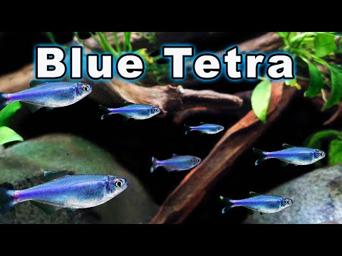 Blue Tetra Care and Breeding: Check Out This Active and Confident Tetra!