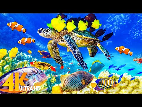 The Ocean 4K - Sea Animals for Relaxation, Beautiful Coral Reef Fish in the Ocean (4K ULTRA HD)