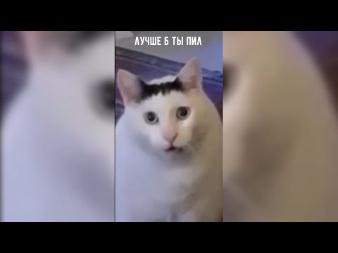 тики тики мяу мяу. токио мяу мяу 2022 кишу. тики тики мяу мяу. котики тик ток. котенок мяу.