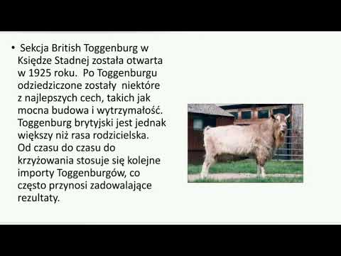 , title : 'Kozy British Toggenburg (toggenburskie brytyjskie) - charakterystyka rasy'