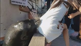 Dad Thanks Hero Who Saved Daughter After She Was Snatched by Sea Lion