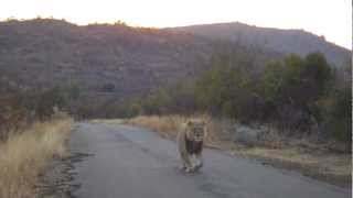 preview picture of video 'Face to face with a male lion'
