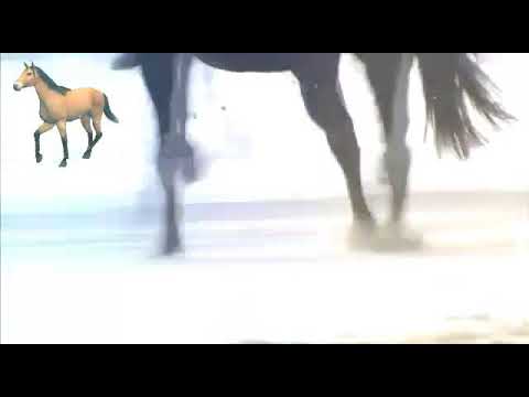 CAVALLI AL GALOPPO /elements\