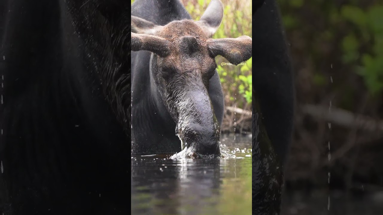 Moose foraging behavior and aquatic feeding mechanics