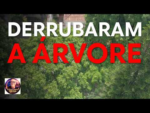 Thumbnail de Clipe oficial da música Derrubaram a ÁRVORE 🎵#música #music
