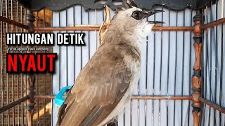 Download lagu trucukan gacor TARUNG ROPEL PANJANG pancingan trucukan agar bunyi jadikan burung trucuk gacor NYAUT mp3