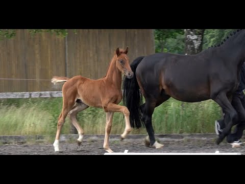 *2020 Hengst von Blue Hors Zackerey - Dimaggio SOLD!!!