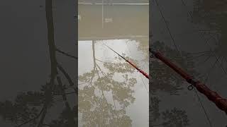 Download lagu asiknya mancing ikan nilem #mancing #fishing #ikan #mancingliar #mancinguceng #microfishing #shorts mp3