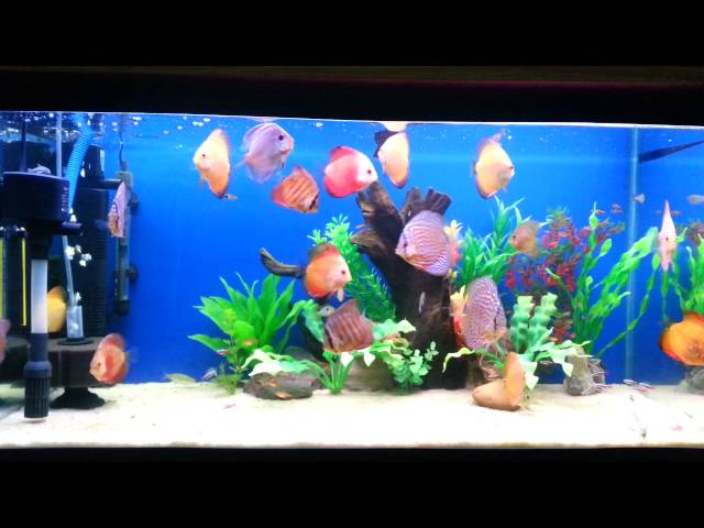 Beautiful Discus fish tank seup....