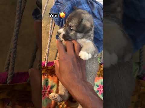 ਨਾਜ਼ 🥰#viral video #treadingshorts #treadingvideo #dogshorts #dog #papular