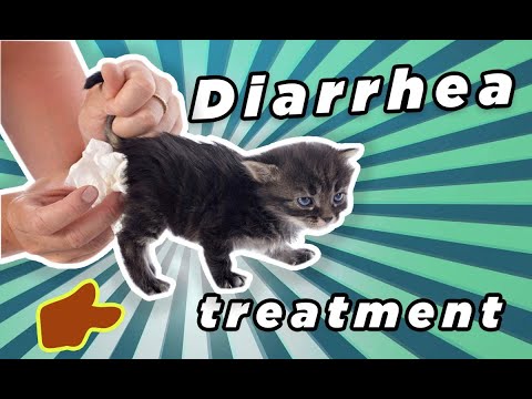 kitten diarrhea treatment in urdu | kittens loose stool problem | cat motion treatment in urdu |
