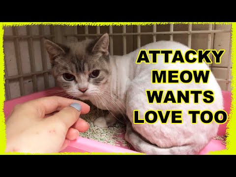 Adopting an Aggressive Cat Abandoned by Owner Twice (aka the 