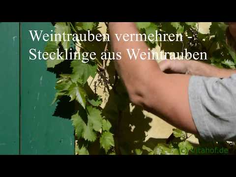 , title : 'Weintrauben aus Stecklingen vermehren'
