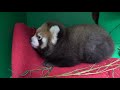 Red Panda Cub Wakes Up, Snuggles With Mom