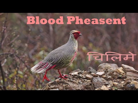 हिमाली चरा चिलिमे Encounter with Blood Pheasant || Birds of Nepal