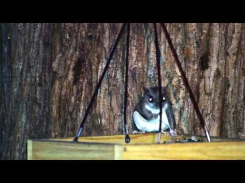 Flying squirrels visit the bird feeder every night