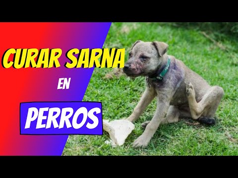 🔥CÓMO CURAR LA SARNA EN PERROS🐕‍🦺👩🏻‍⚕️