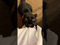 They Are Just Bigger Cats Cat Cats Fyp Funny