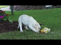 Labrador Retriever dogs for sale: Brittany - Video 1