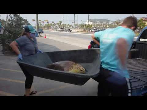 Sea turtles rescued during historic Texas freeze return to the ocean