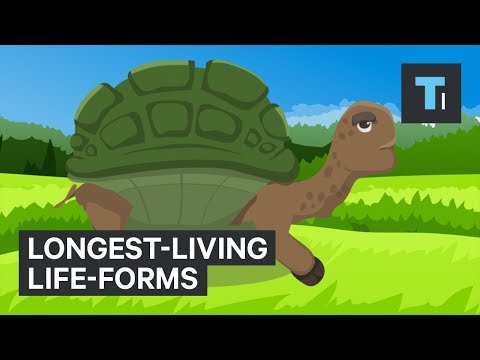 The World's Longest-Living Life-Forms