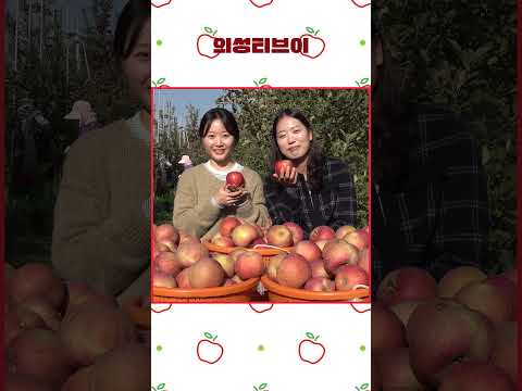 의성사과 (찐맛있음) #sports