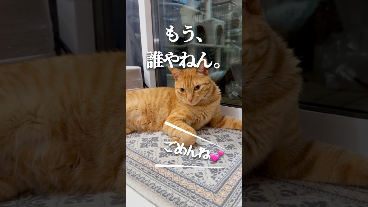 コハク8号、名前が完全に崩壊しました。