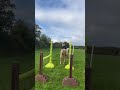 Poney palomino,issus d'une lignée prestigieuse