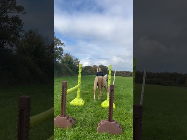 Poney palomino,issus d'une lignée prestigieuse