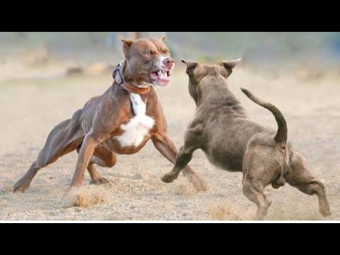 desi dog fight