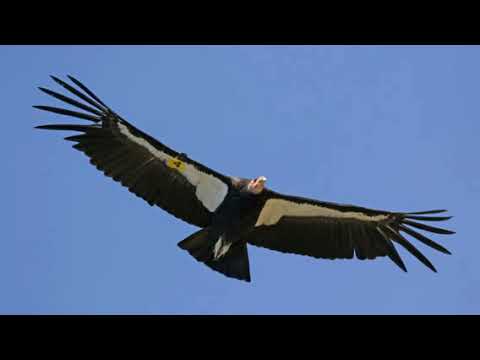 Минусовка для игры на бубне "El condor pasa" композитор Даниэль Аломиа Роблес