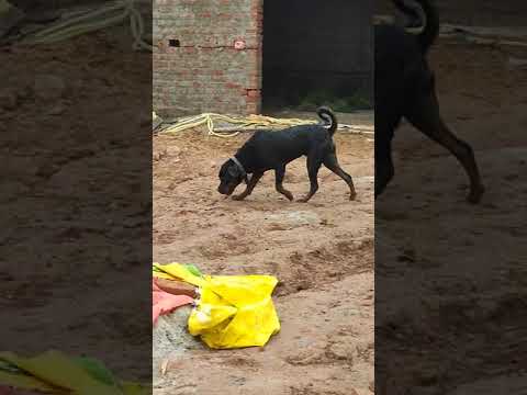 my rottweiler dog | my rottweiler dog enjoy in the field | dogs video | rottweiler | #shorts#short