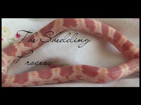 YouTube video about: How often do corn snakes shed?