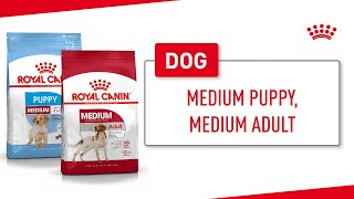 Medium Puppy, Medium Adult