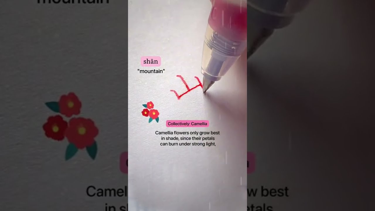 Camellia 🌺 7th flower of the top 10! #chinese #mandarin #calligraphy #chinesewriting #language