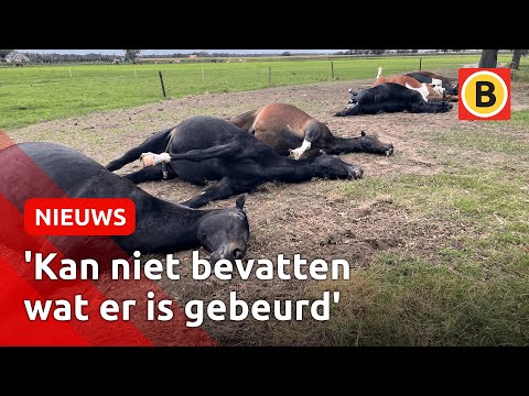 , title : '7 paarden dood door blikseminslag in Maarheeze | Omroep Brabant'