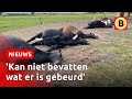 7 paarden dood door blikseminslag in Maarheeze | Omroep Brabant