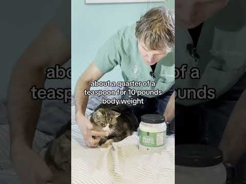 Senior cat hairball remedy!