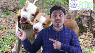 Natural Bully Stick Better than Raw Hide