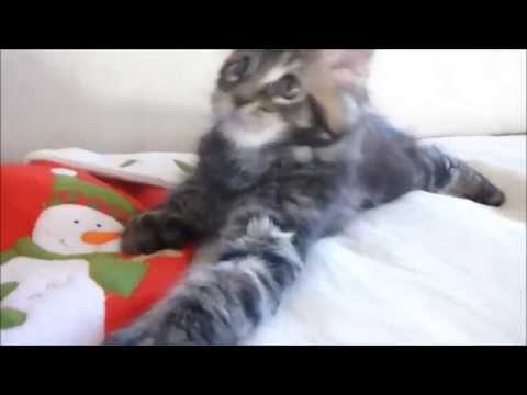 Jack-Boston à 10 semaines