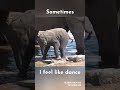 I Feel Like Dance Elephant Animals Babyelephant Adorable Pets Dancing Babydancing Happyday